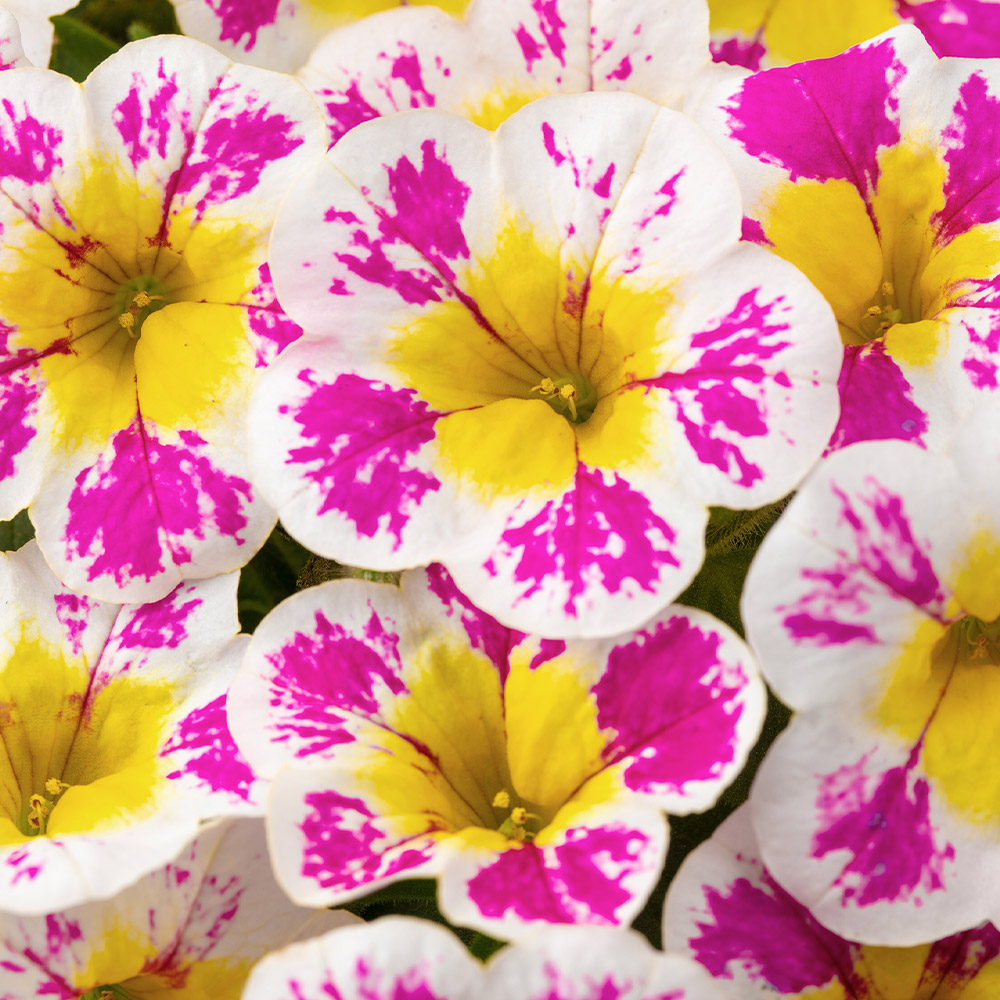 Shop Calibrachoa Candy Shop Collection | J. Parker's