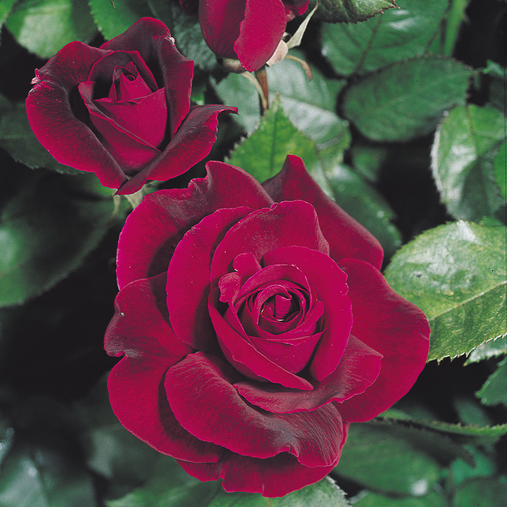 Rose Hybrid Tea Collection Jparkers