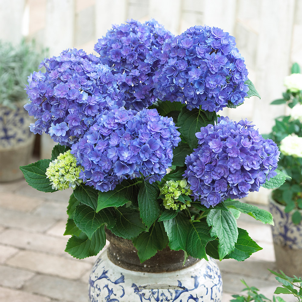 マグカップhydrangeaさま 追加用 - www.hotelterrass.com