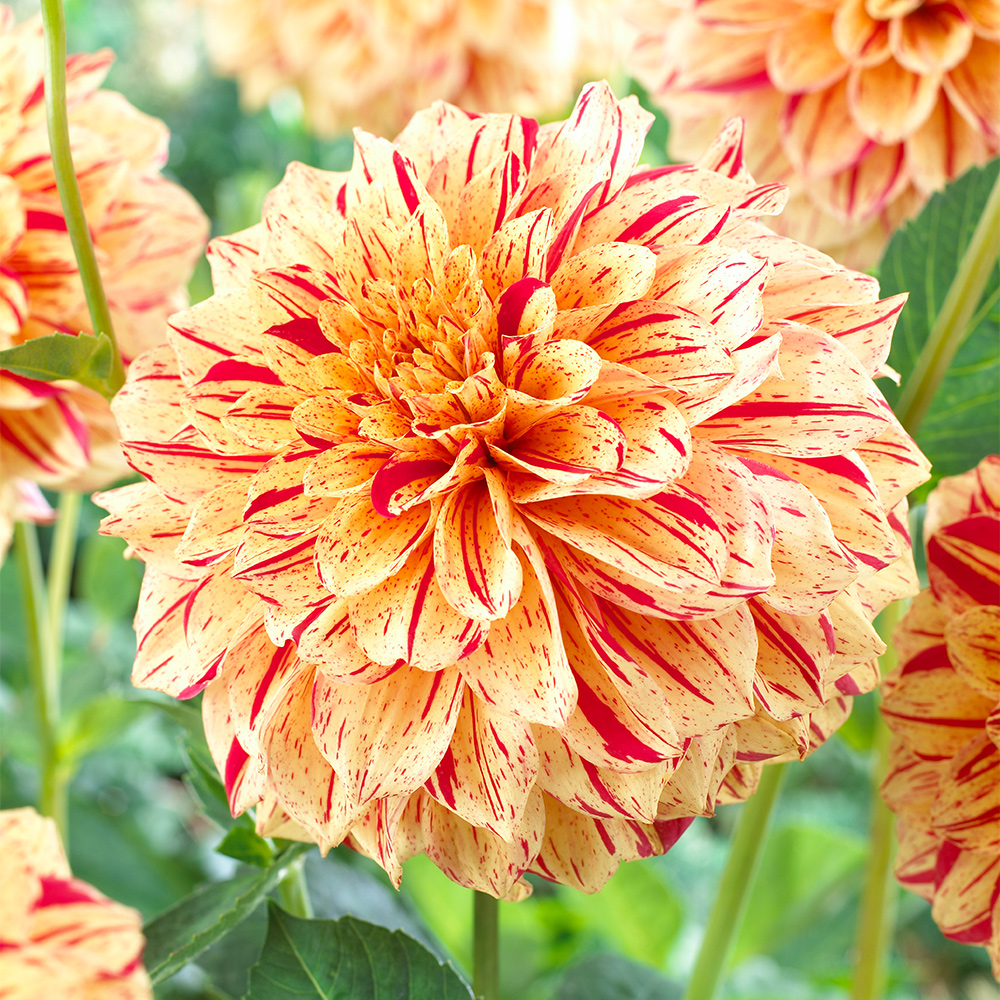 Dahlia Painted Collection - JParkers