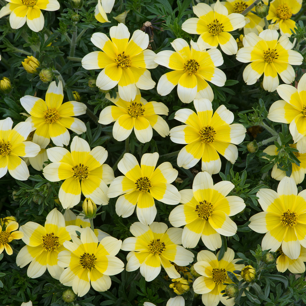 Buy Rare Bidens Collection at jparkers co uk