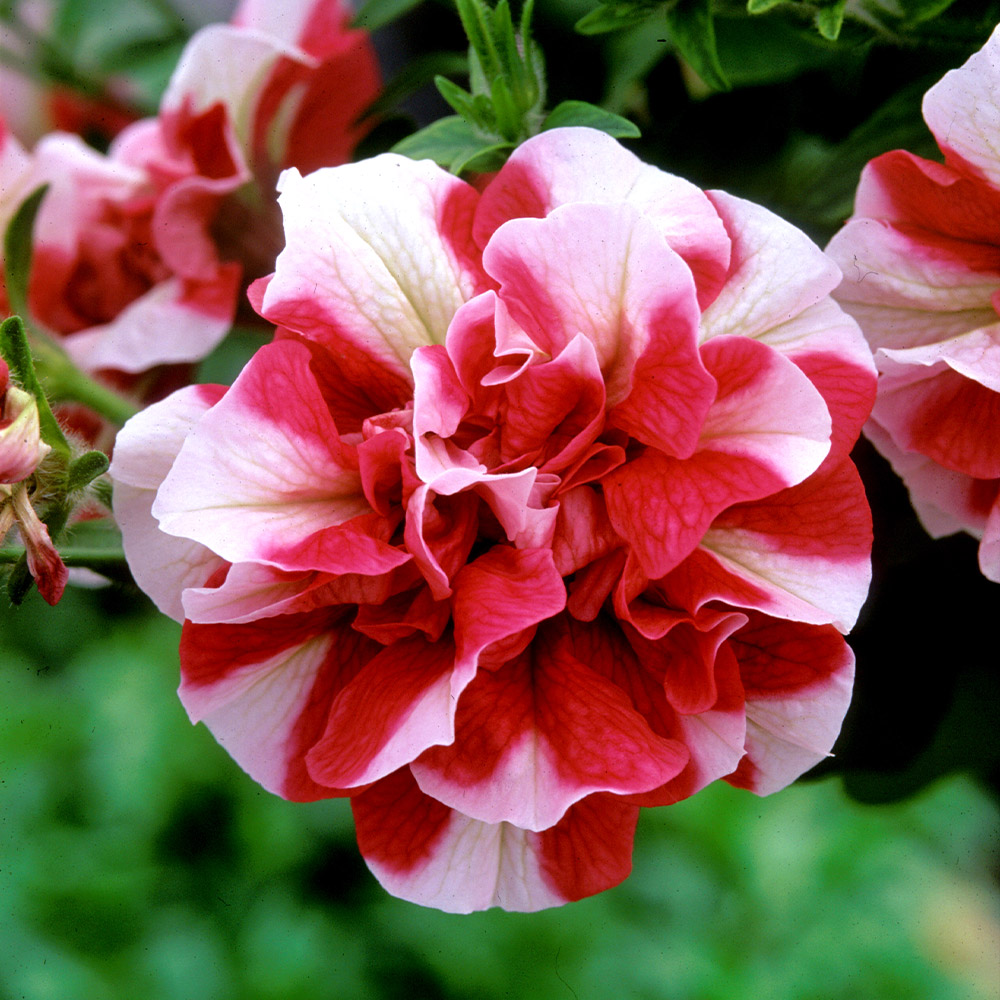 Buy Petunia Tumbelina Collection - New Components at jparkers.co.uk