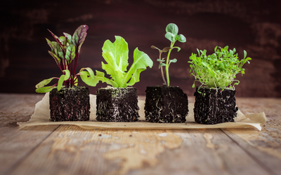 7 Ways to Help Wildlife in your Garden - JParkers