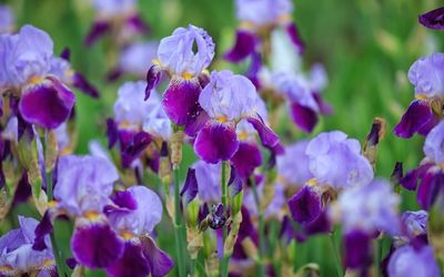 Summer Flowering Iris - Our Favourite Varieties - JParkers