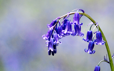 Why we should grow native bluebells