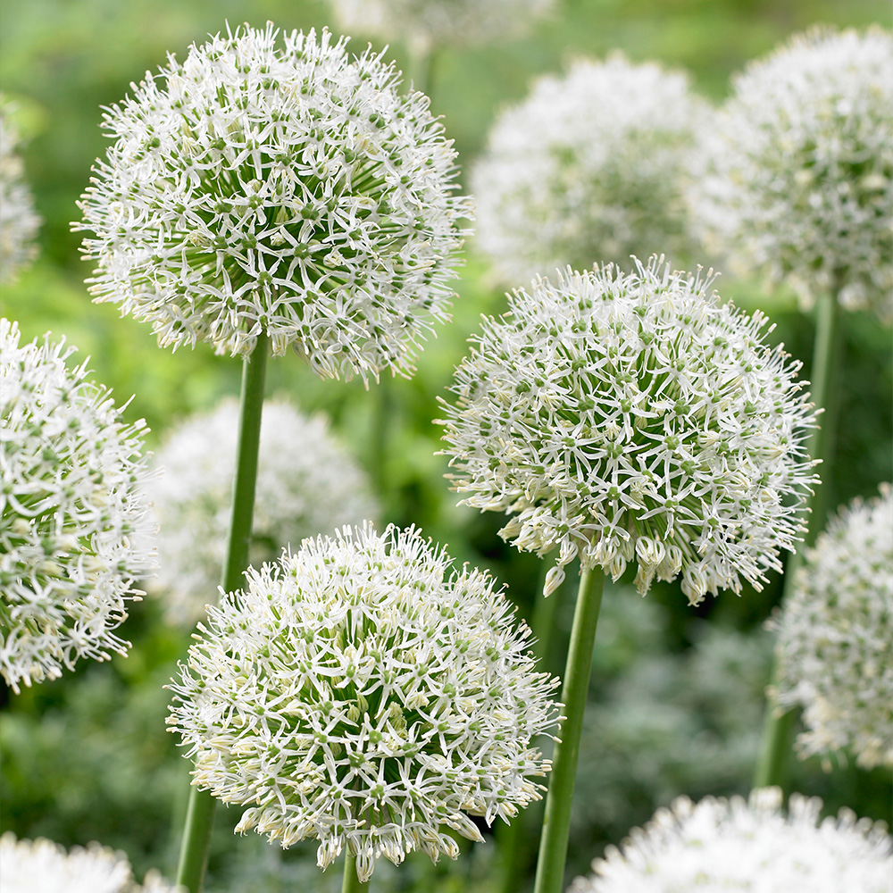 Flower Bulbs For Gardens J Parker Dutch Bulbs