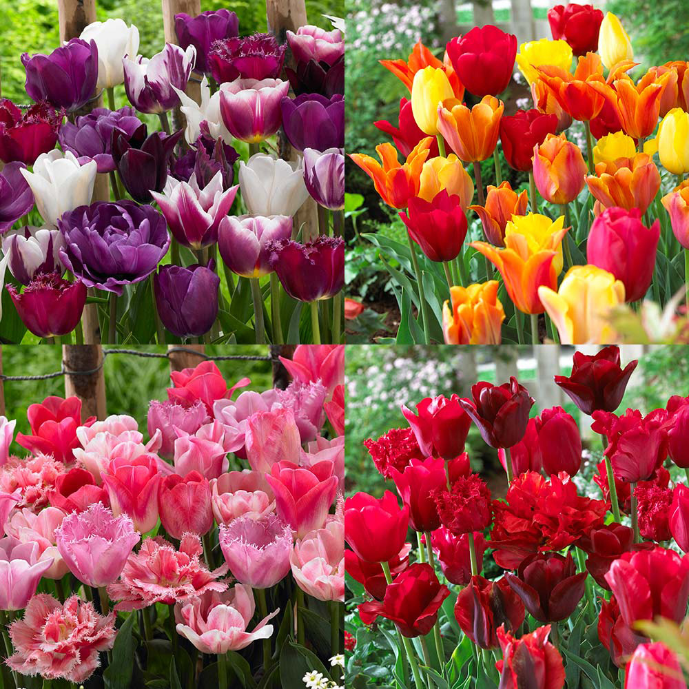 Flower Bulbs For Gardens J Parker Dutch Bulbs