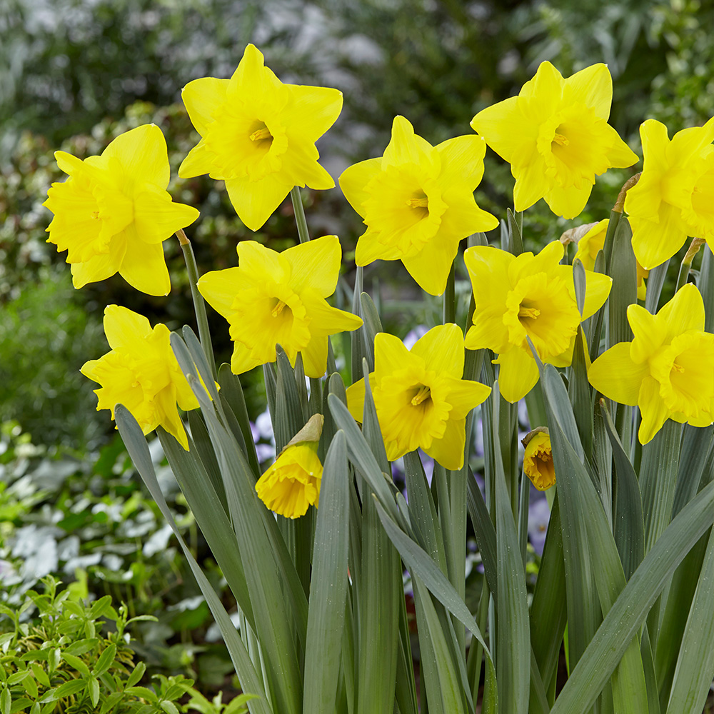 Flower Bulbs For Gardens J Parker Dutch Bulbs