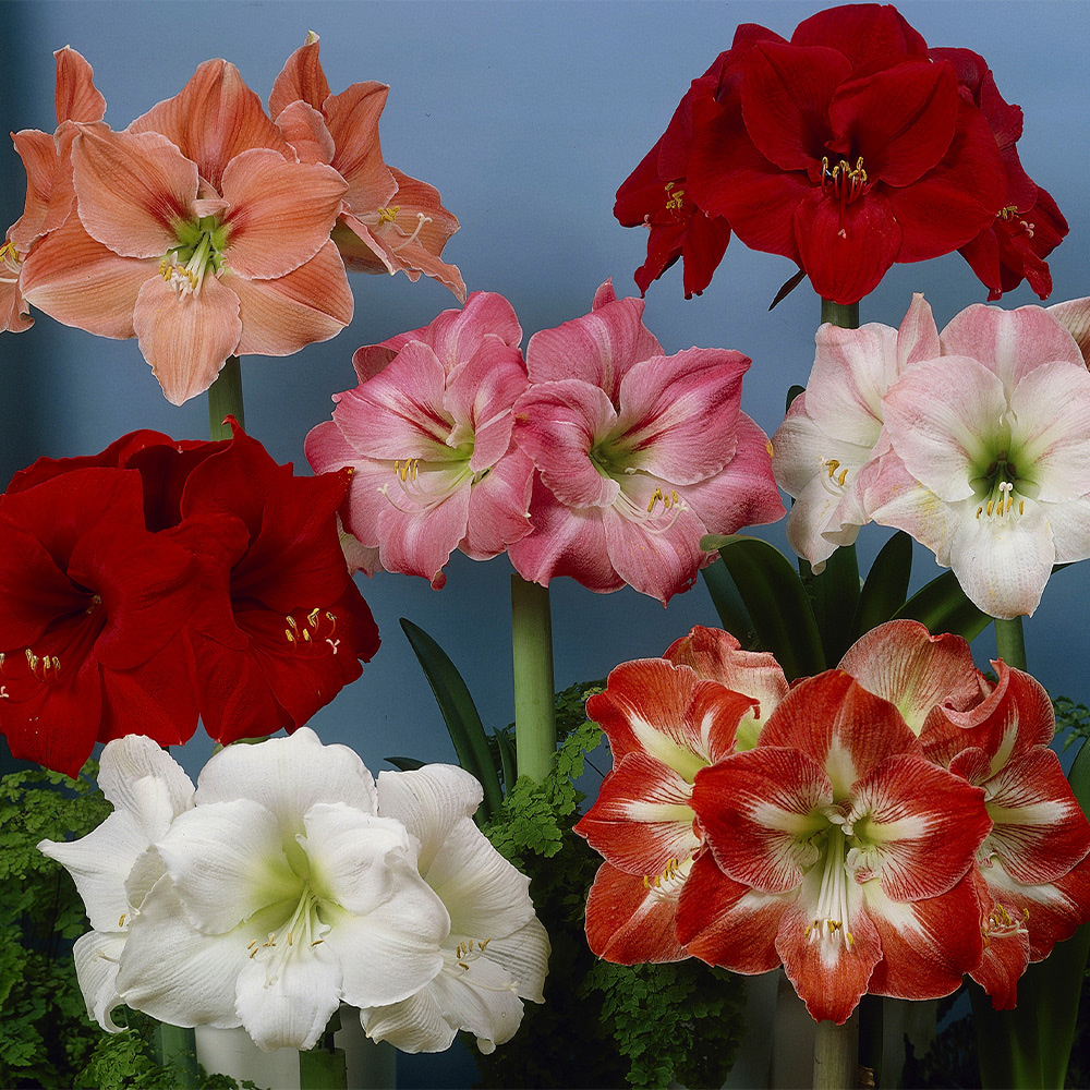 Flower Bulbs For Gardens J Parker Dutch Bulbs