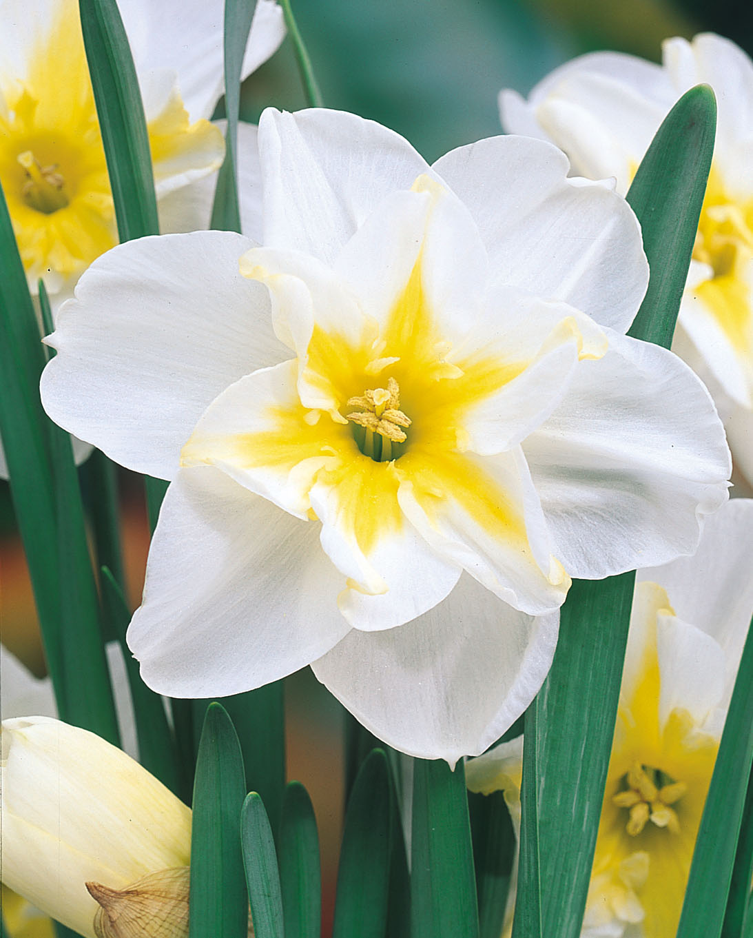 Out Of Season - Growing Guides - How to plant and grow Daffodil Bulbs ...