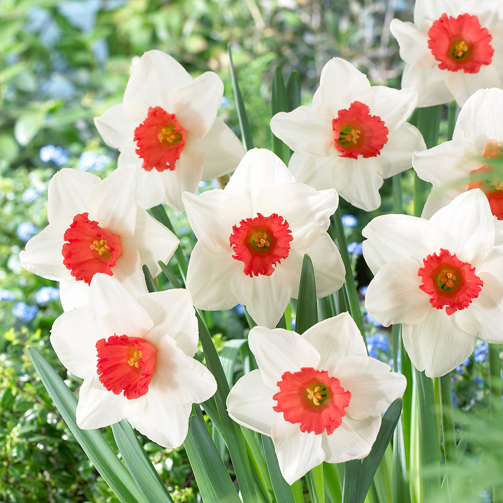 Buy Daffodil Bulbs and Narcissus Bulbs J Parkers Bulbs