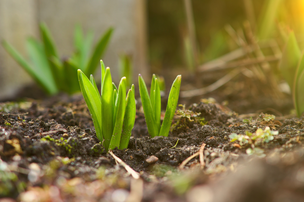 Out Of Season Growing Guides How to plant and grow Daffodil Bulbs