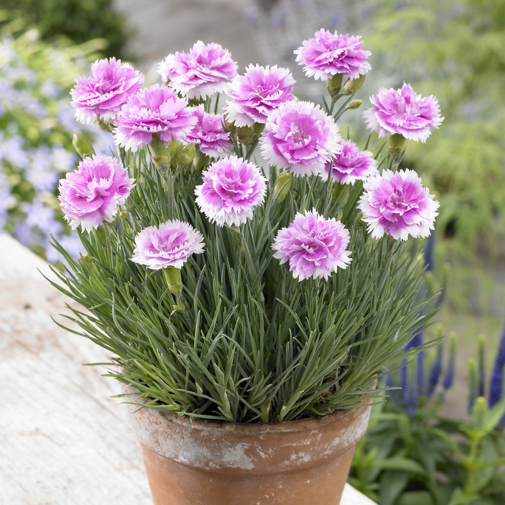 Dianthus (Pinks) | J Parker Dutch Bulbs