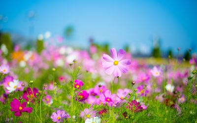 How to Keep Your Plants Cool During the Summer - JParkers