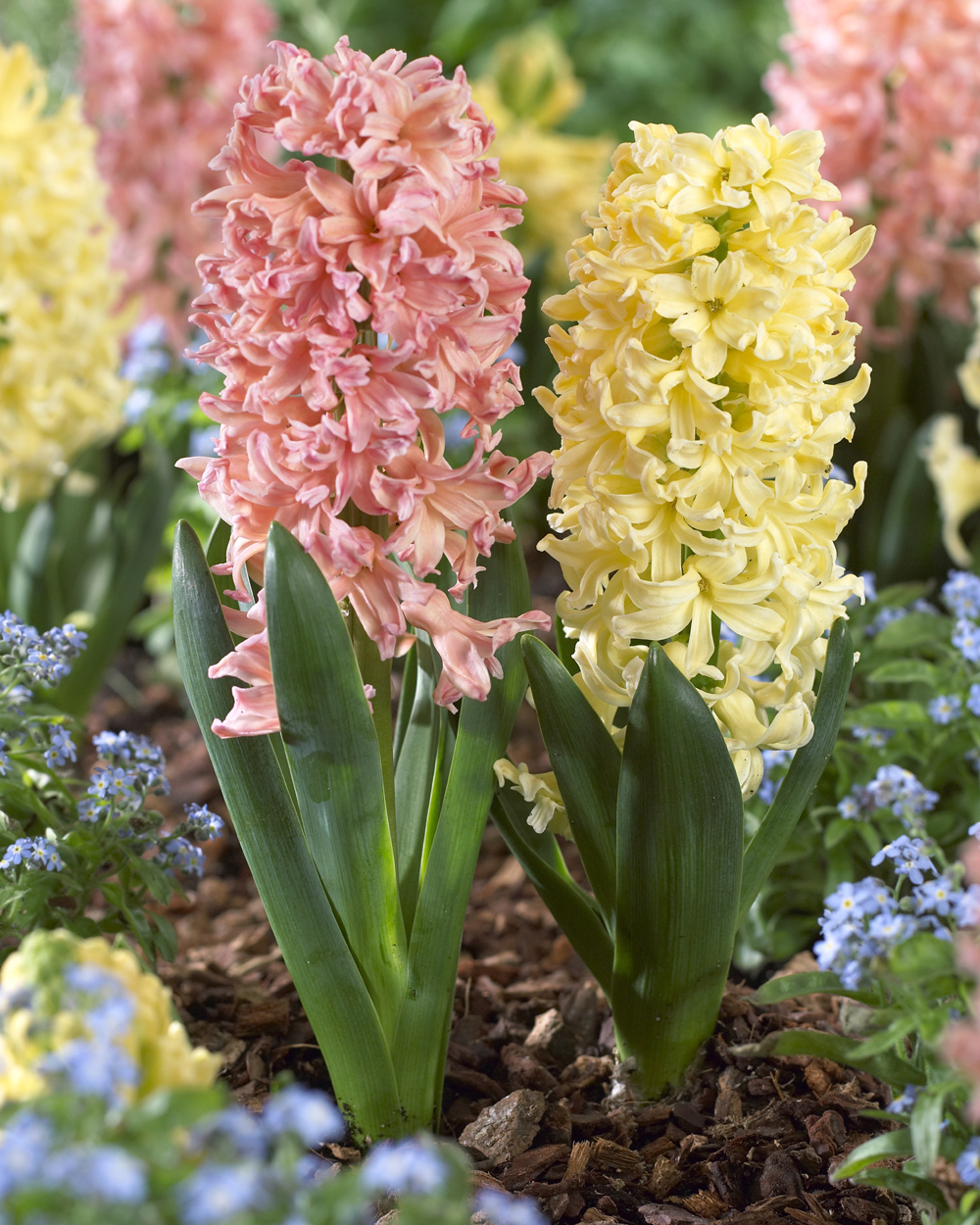 How to Plant and Grow Hyacinths with J. Parker's