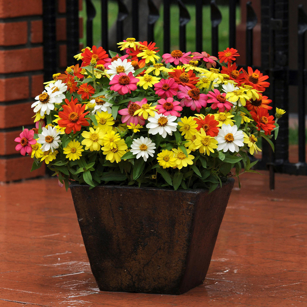 NEW Bedding/Trailing Plants J Parker Dutch Bulbs