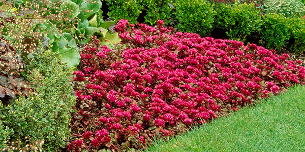 Ground Cover Perennials - JParkers