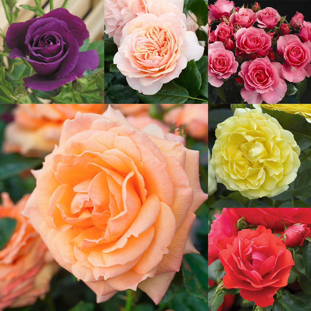 Buy Rose Bushes J Parker Dutch Bulbs