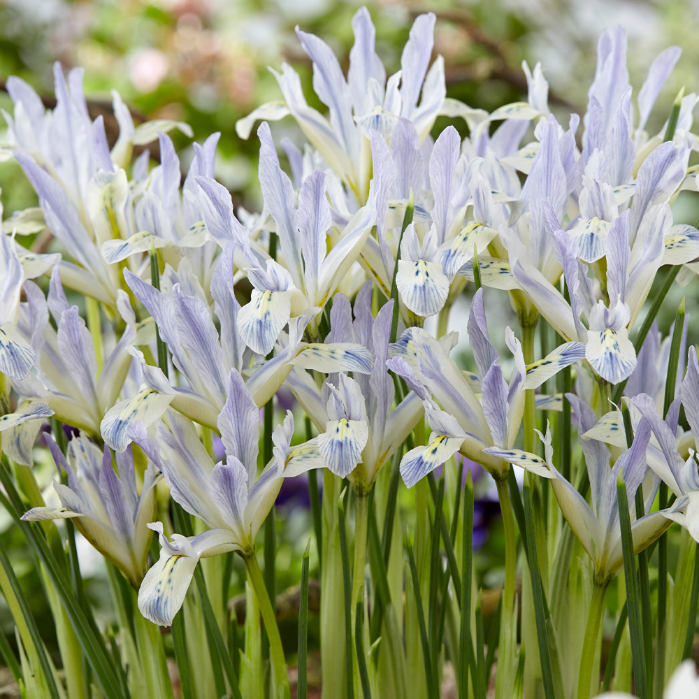 Garden Bulbs For Sale J Parkers Dutch Bulbs
