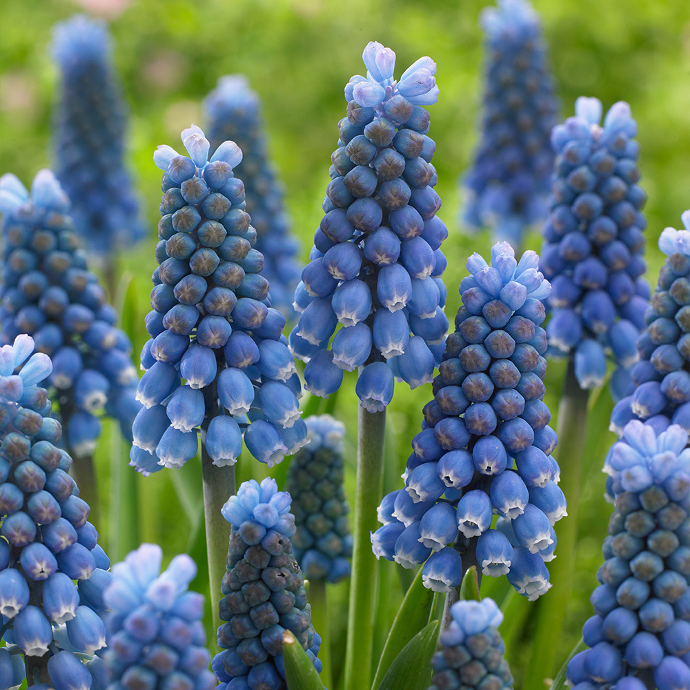 Garden Bulbs For Sale J Parkers Dutch Bulbs