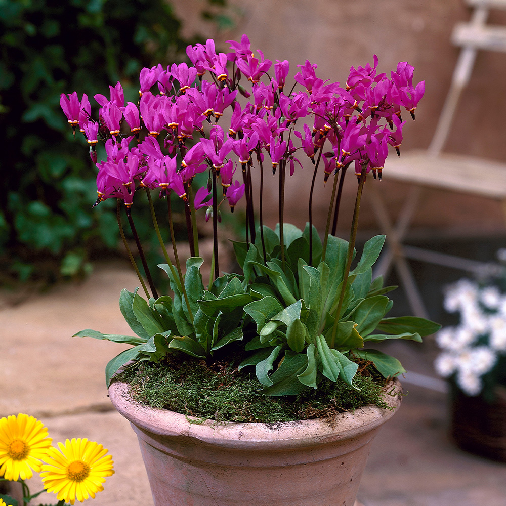 Garden Bulbs For Sale J Parkers Dutch Bulbs