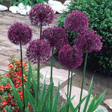 ［新品］SLOTHREAT Allium 新品］SLOTHREAT Allium Faux Allium Sphere - Set of 9 | Z