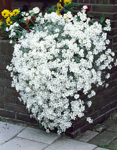 Snow in summer plant best sale