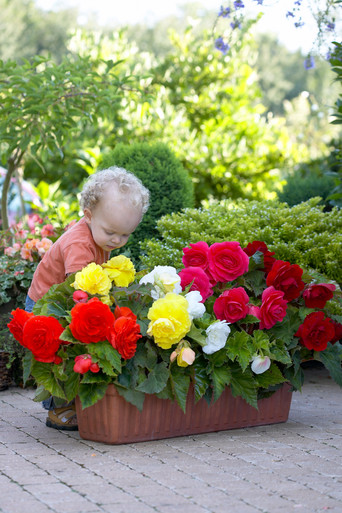 Begonia Tuberous Double Mix Seeds Begonia Tuberosa