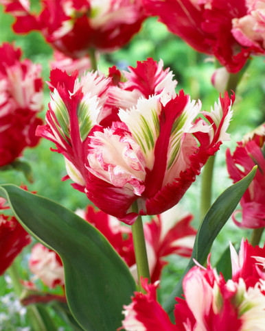 Buy Tulip Estella Rynveld at jparkers.co.uk