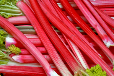 Rhubarb plants for sale store