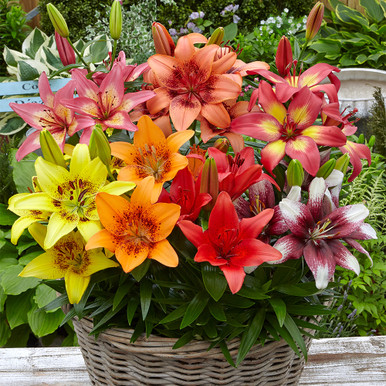 Buy Short Stemmed Lily Mixed Bulbs | J Parkers