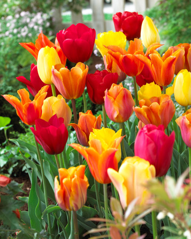 Buy Tulip Orange Blend at jparkers.co.uk