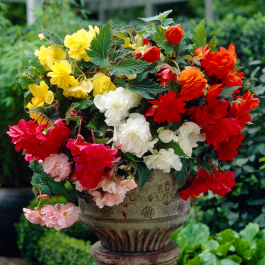 Cascading begonias store