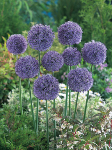［新品］SLOTHREAT Allium Pre-order Longfield Gardens Allium | Costco