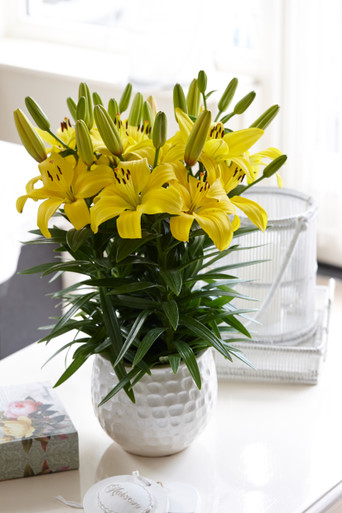 Lily Classic Joy | J Parker Dutch Bulbs