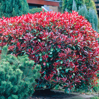 Photinia Red Robin | J Parker Dutch Bulbs
