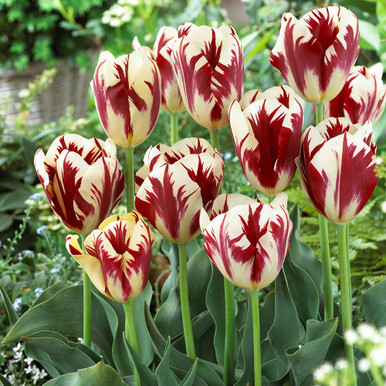Tulip Grand Perfection | J Parker Dutch Bulbs