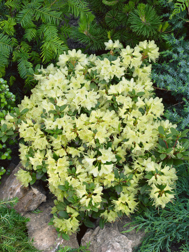 Buy Rhododendron Princess Anne | J Parker Dutch Bulbs