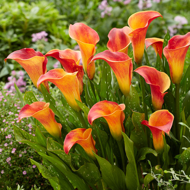 Zantedeschia Flame (Calla Lily) | J Parker Dutch Bulbs