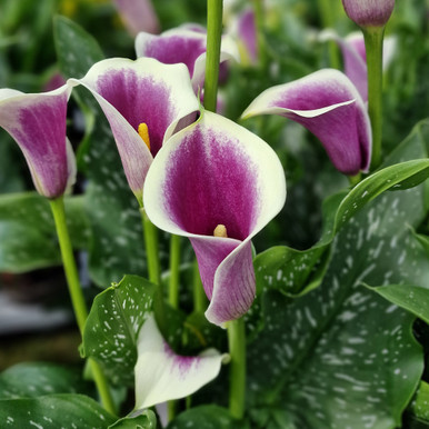 Zantedeschia_Picasso_0004250_2