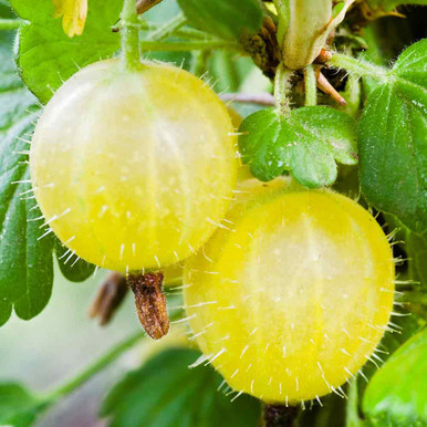 画材 Gooseberry 3+ Thousand Gooseberry Watercolor Royalty-Free Images, Stock