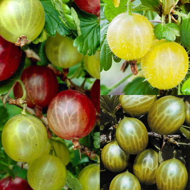 Complete Gooseberry Collection | Red & Green – Roots Plants