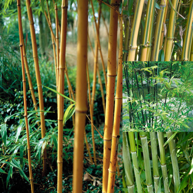 Shop Phyllostachys (Bamboo) Collection | J. Parker's
