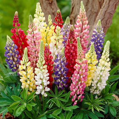 Gallery Lupins Collection - JParkers