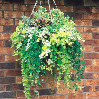 brazil philodendron plant Brasil Philodendron – Pike Nursery main image 0