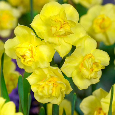 Narcissus Cheerfulness Collection
