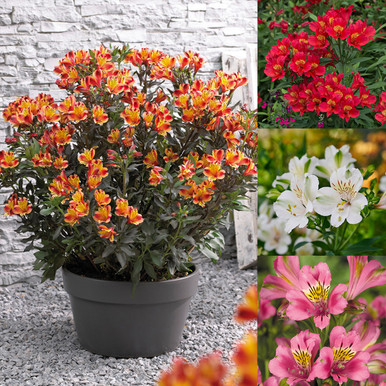 Alstroemeria 'Princess Eliane' (Peruvian Lily)