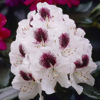 Rhododendron Collection A