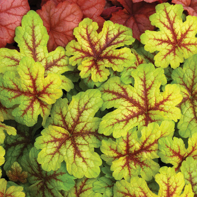 Heucherella Collection