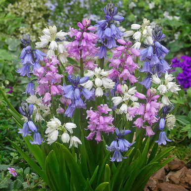 Scilla Hispanica Collection